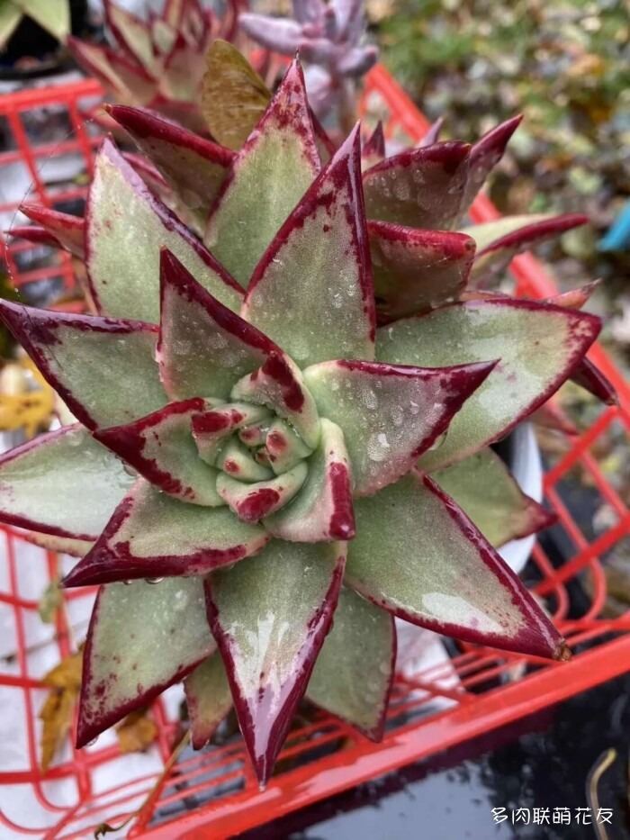 各地花友秋天的多肉