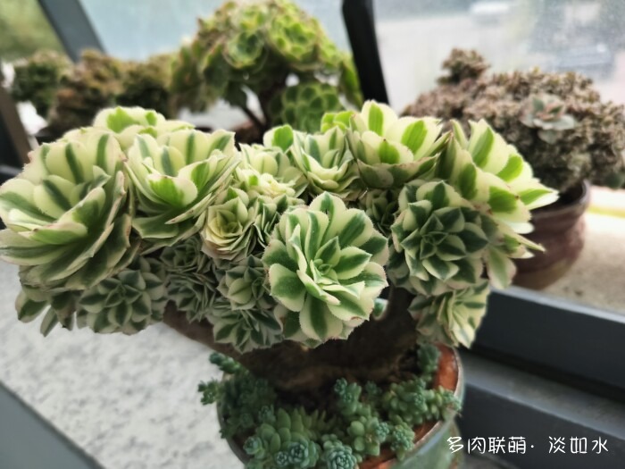 东北秋天的多肉