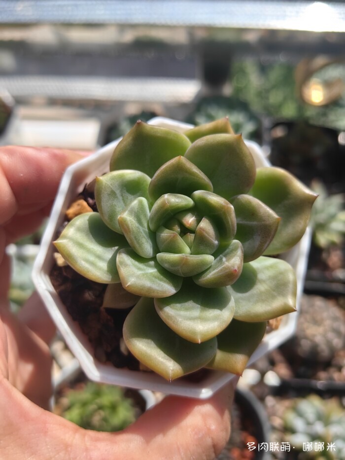 江浙沪秋天的多肉