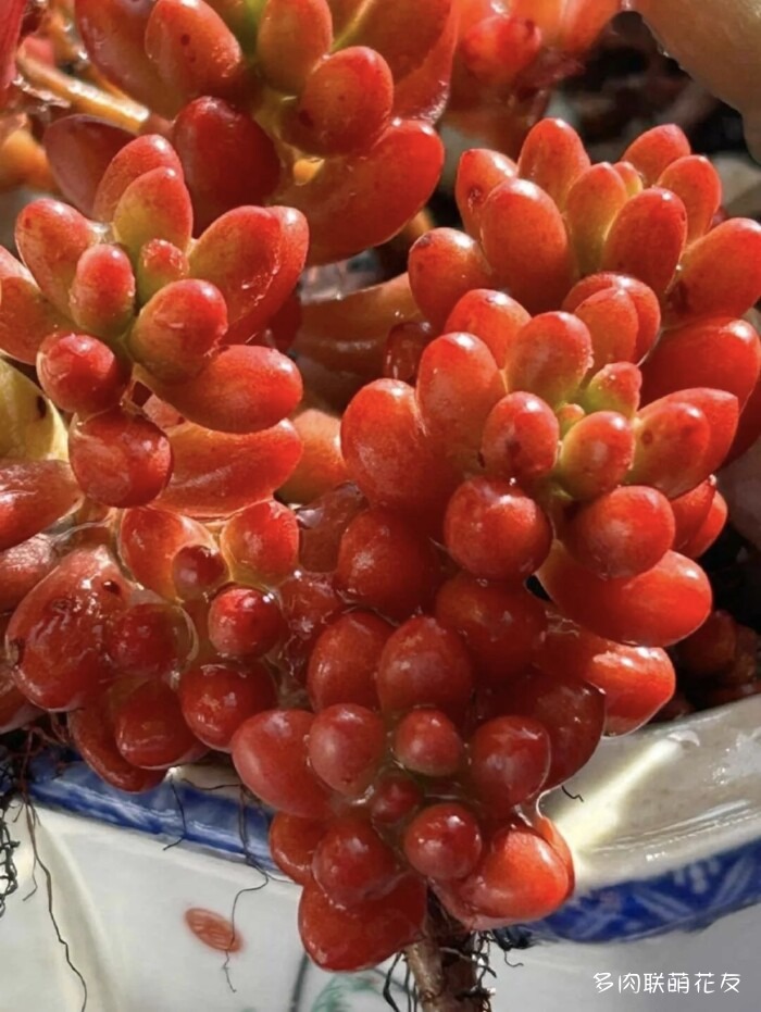 各地花友秋天的多肉