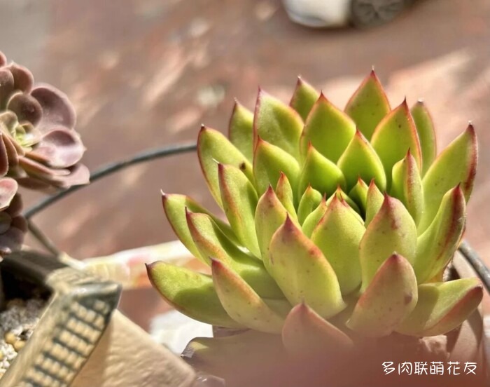 各地花友秋天的多肉