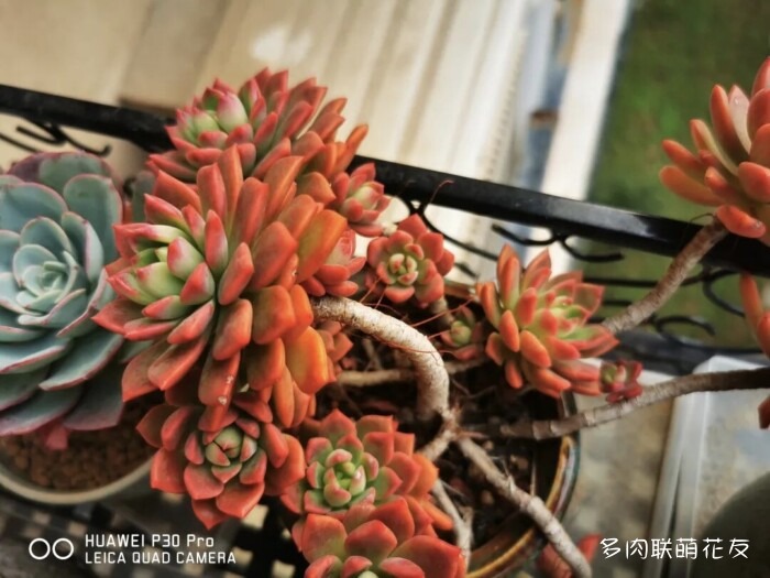 秋天的多肉
