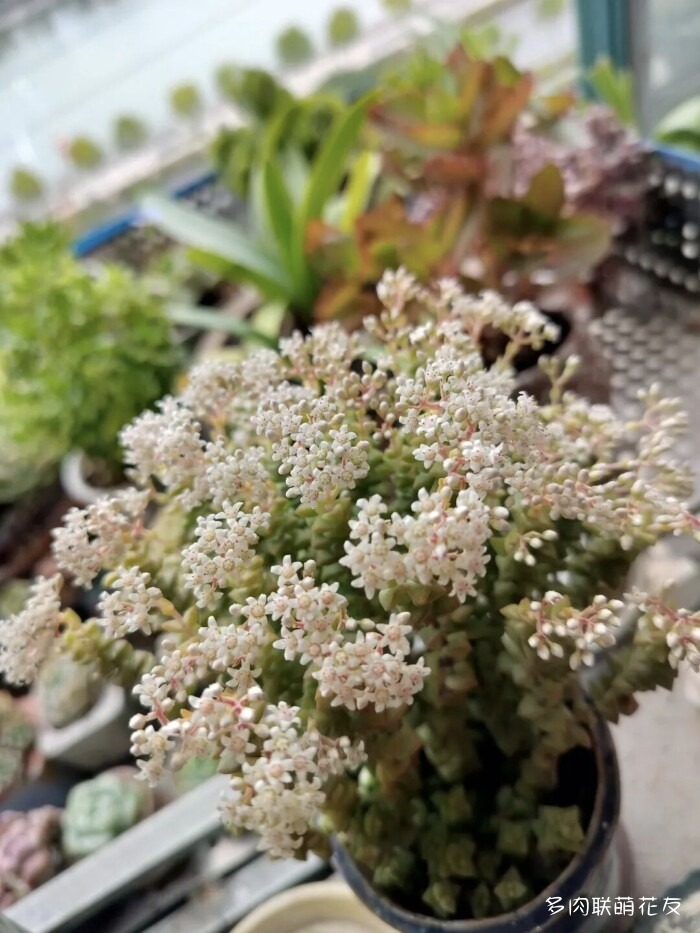 各地花友秋天的多肉