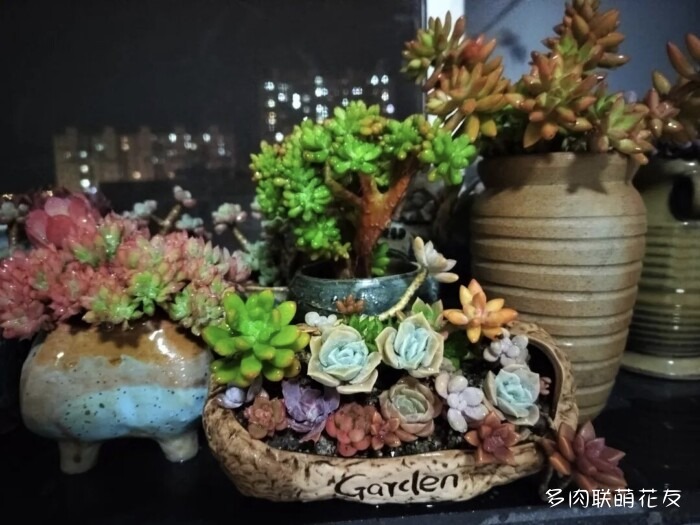 各地花友秋天的多肉