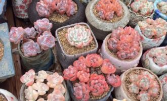 好饭不怕晚，好肉要早恰