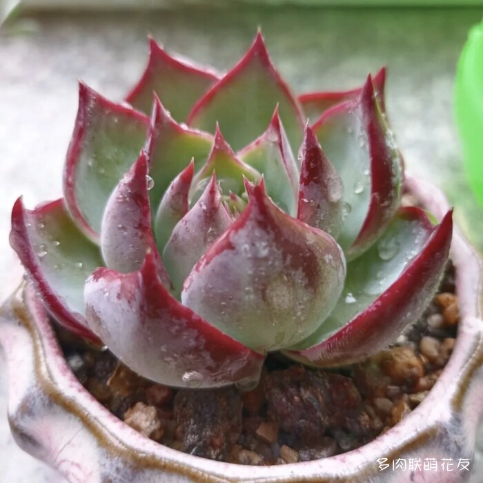 各地花友秋天的多肉