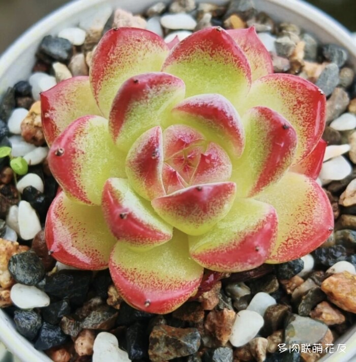 各地花友秋天的多肉
