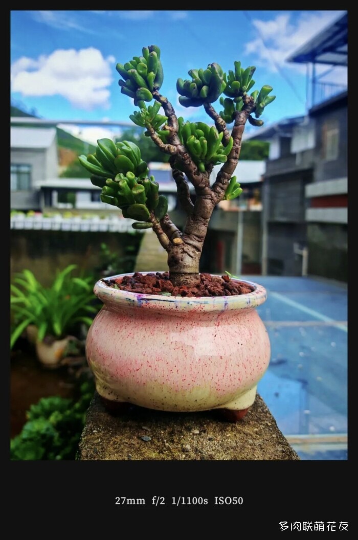 各地花友秋天的多肉