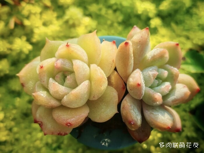 各地花友秋天的多肉