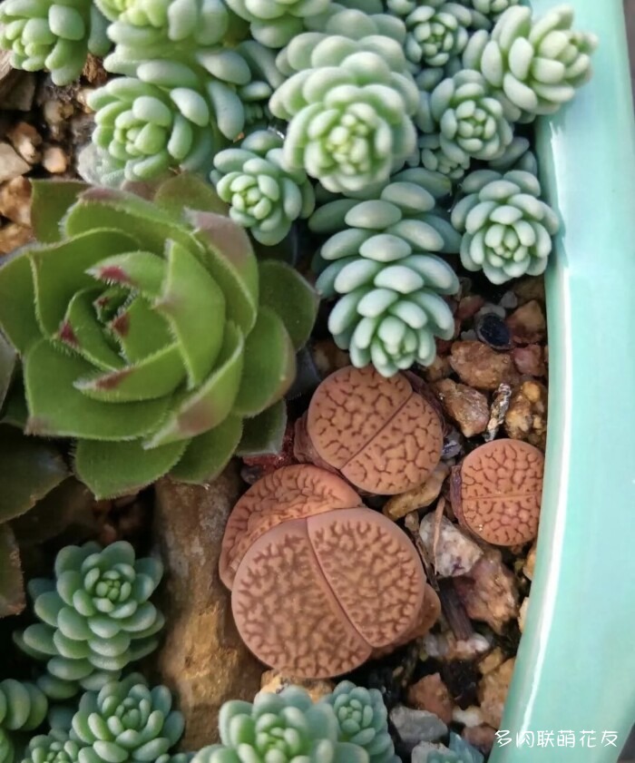 各地花友秋天的多肉