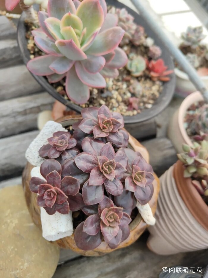 各地花友秋天的多肉