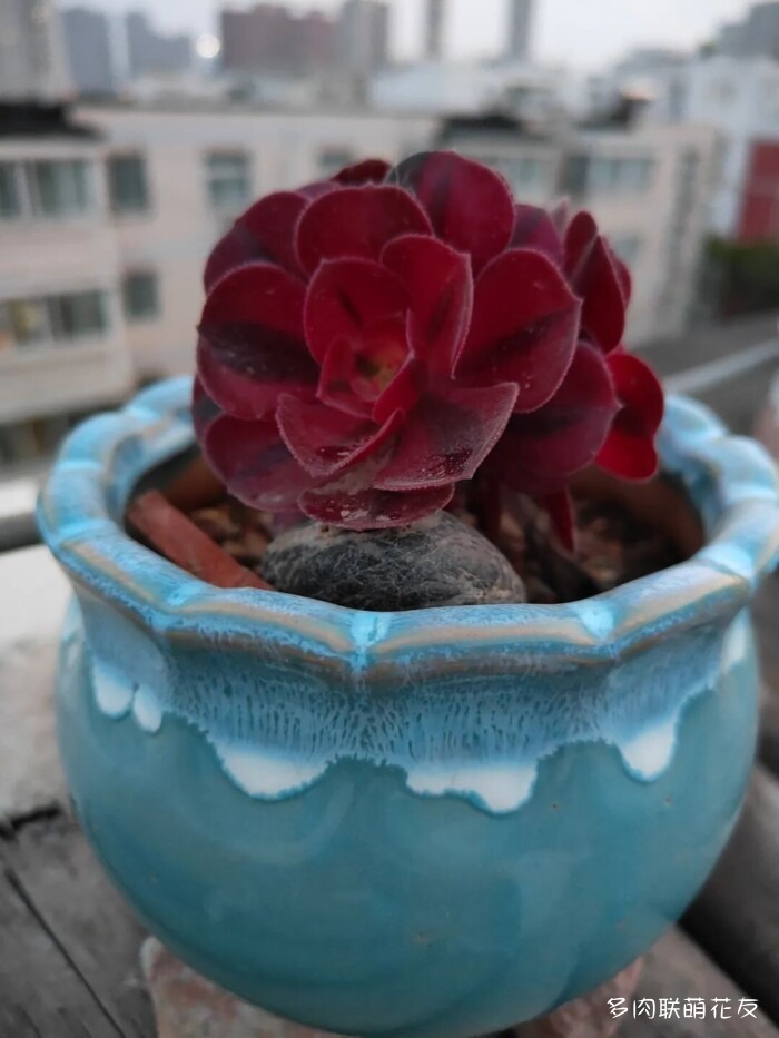 各地花友秋天的多肉