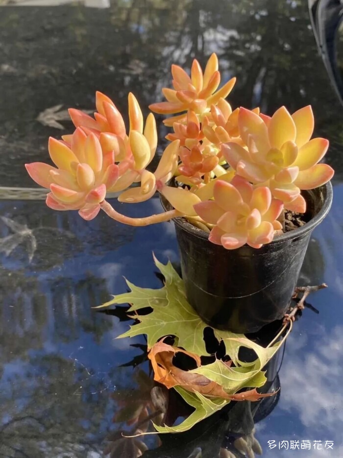 各地花友秋天的多肉