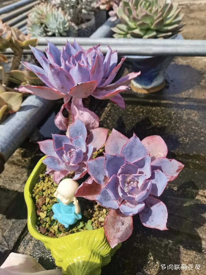 各地花友秋天的多肉