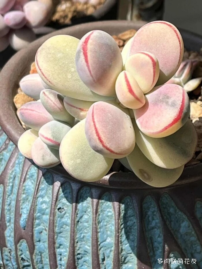 各地花友秋天的多肉