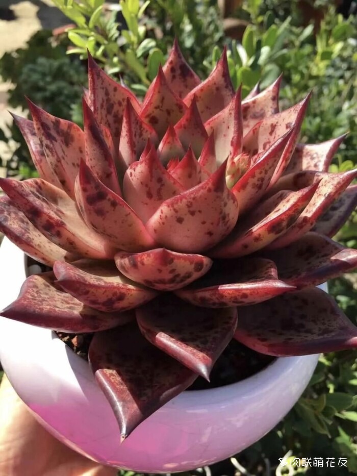 各地花友秋天的多肉