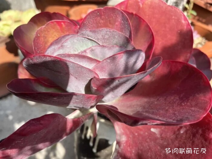 各地花友秋天的多肉