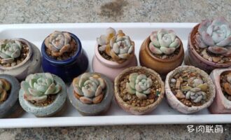 降温了，肉肉回笼（二）