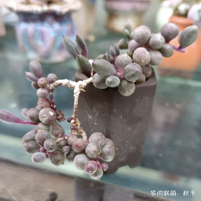 东北秋天的多肉