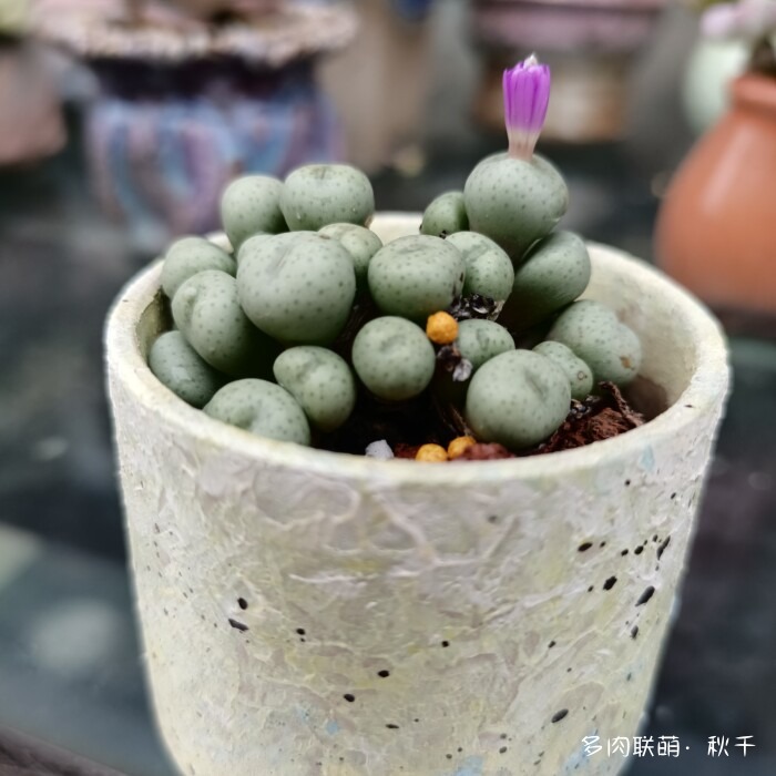 东北秋天的多肉