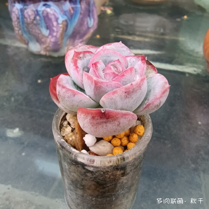 东北秋天的多肉