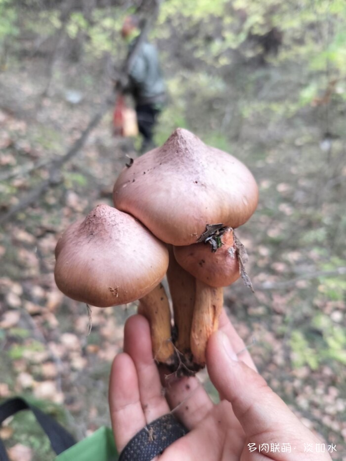 东北秋天的多肉