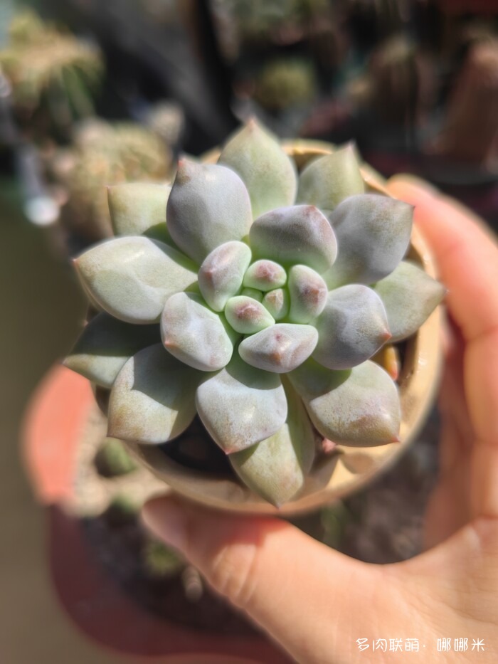 江浙沪秋天的多肉