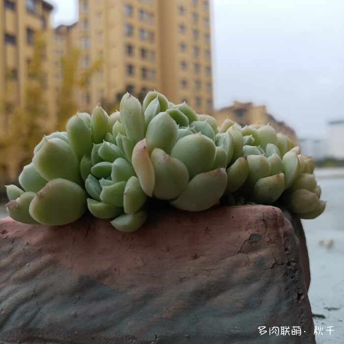 东北秋天的多肉