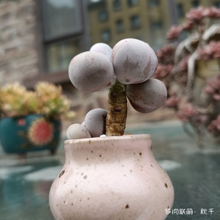 东北秋天的多肉