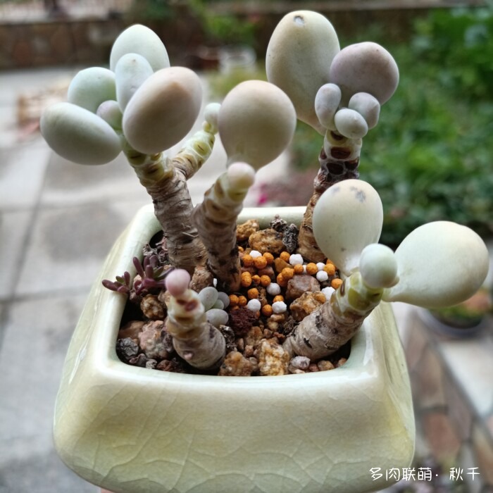 东北秋天的多肉