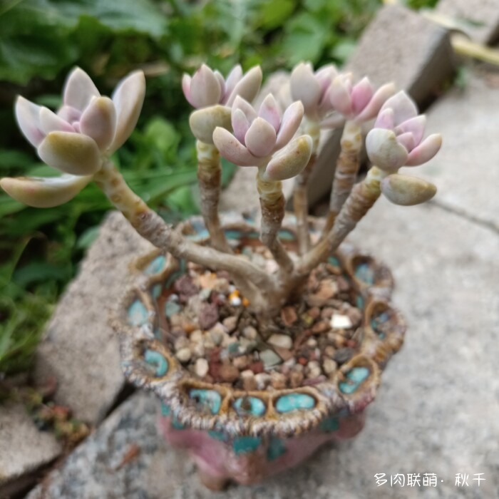 东北秋天的多肉