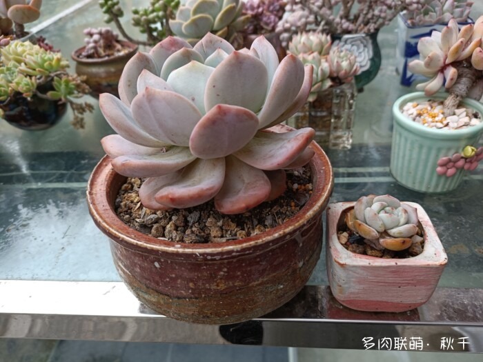 东北秋天的多肉
