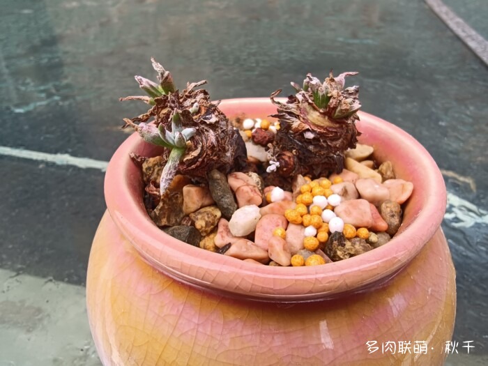 东北秋天的多肉