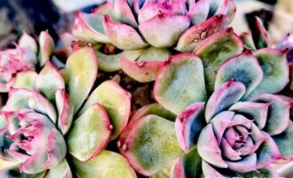 秋高气爽，肉肉们争相上妆啦！