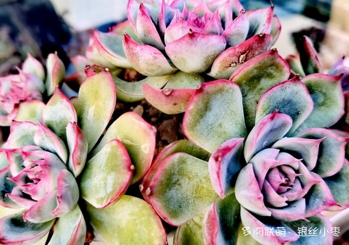 河北秋天的多肉