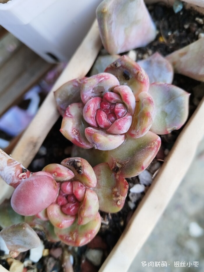 河北秋天的多肉