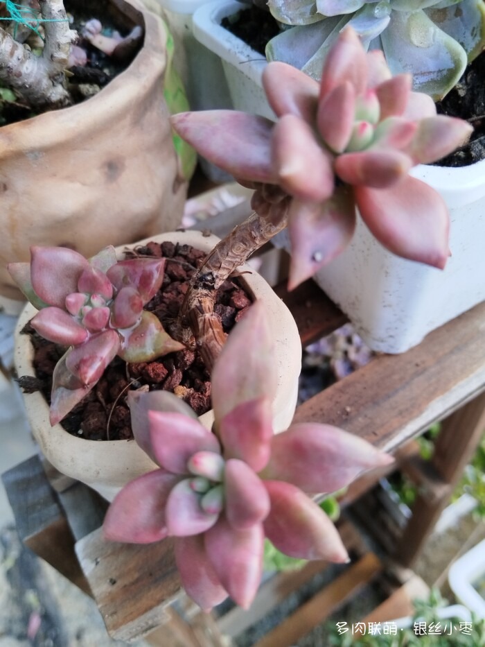 河北秋天的多肉