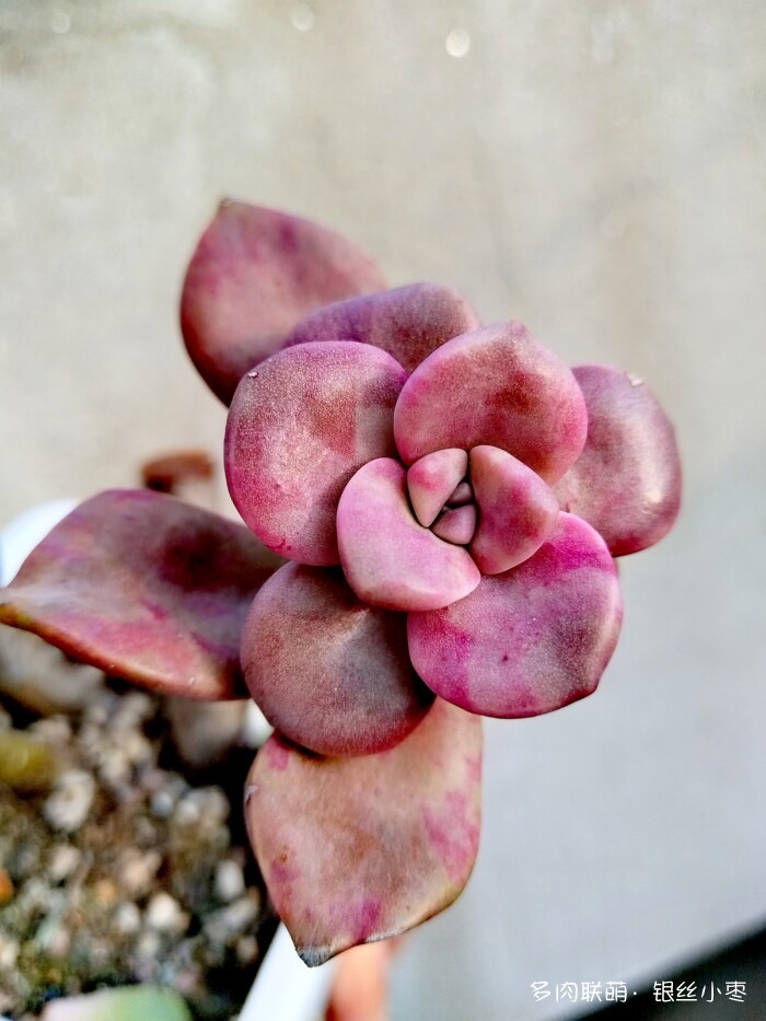 河北秋天的多肉