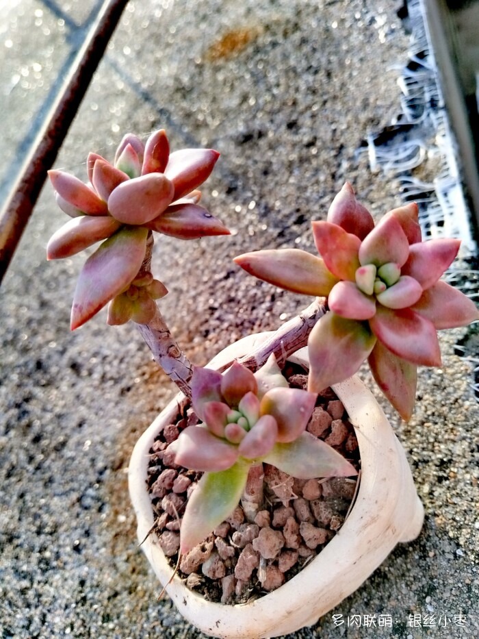 河北秋天的多肉