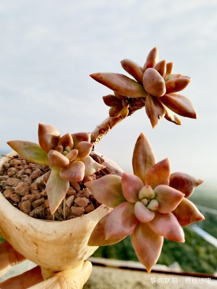 河北秋天的多肉