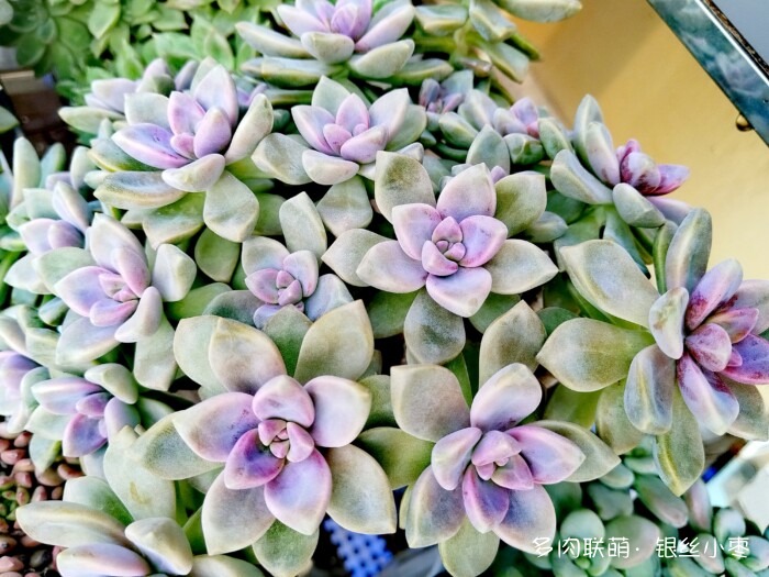 河北秋天的多肉