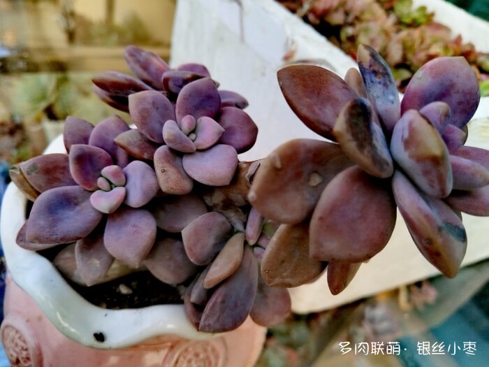 河北秋天的多肉