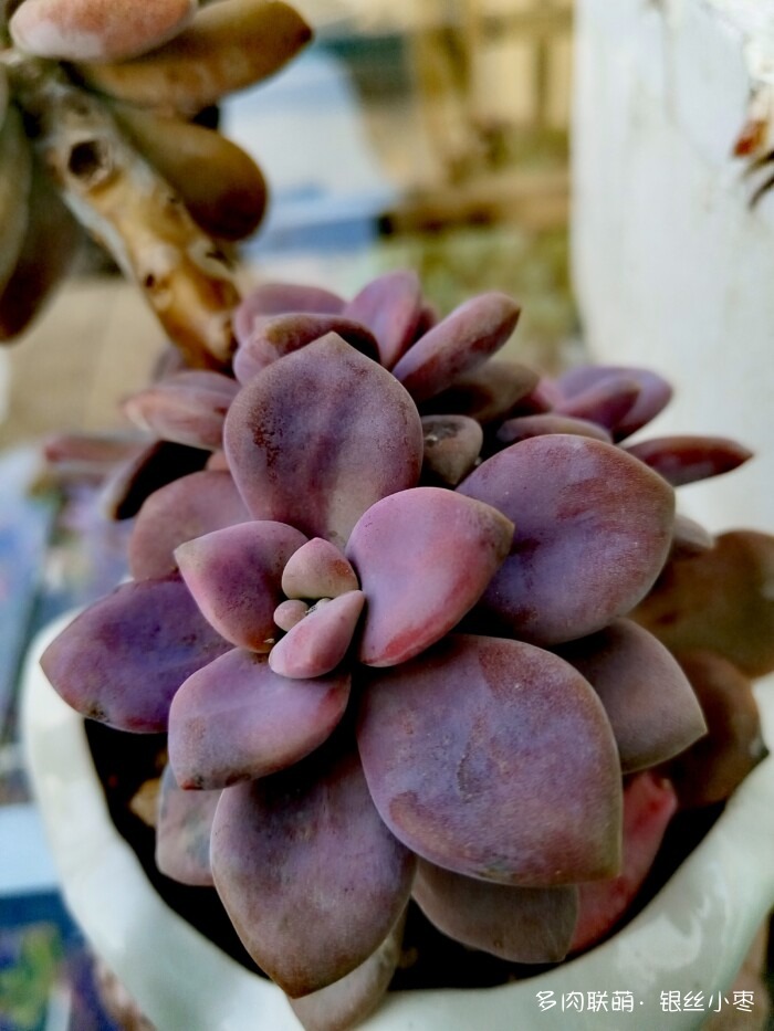 河北秋天的多肉