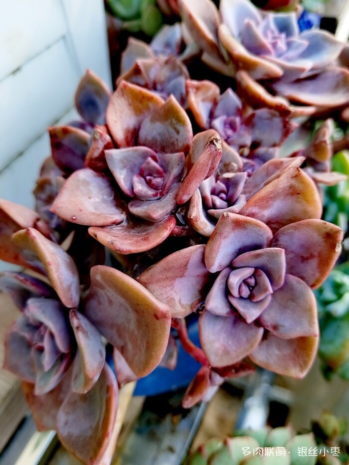 河北秋天的多肉