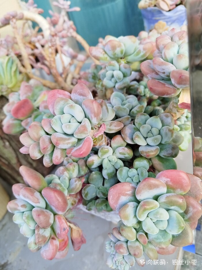 河北秋天的多肉