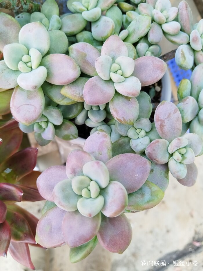 河北秋天的多肉