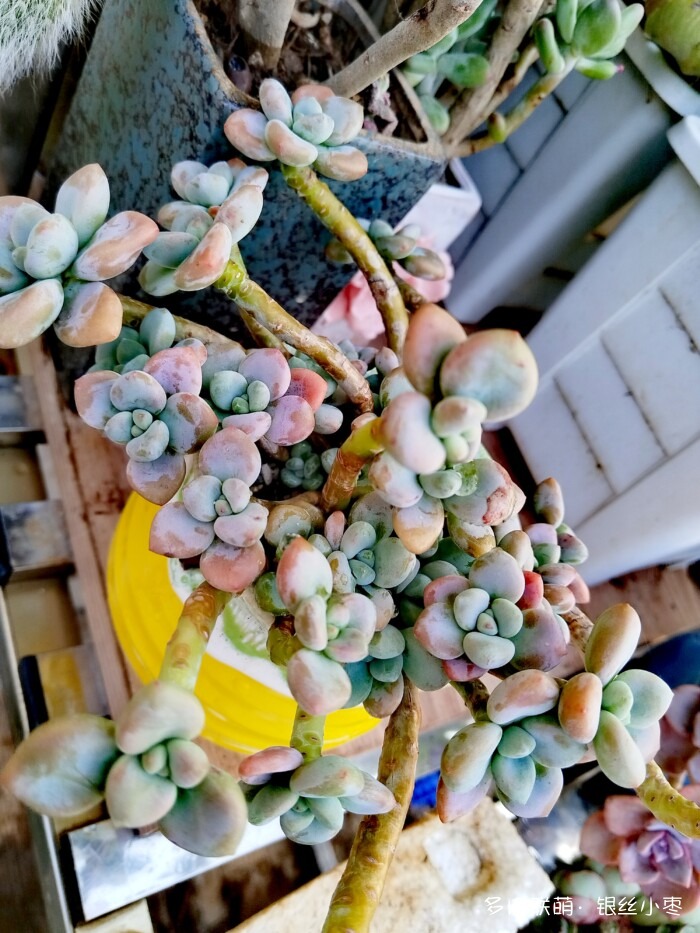 河北秋天的多肉