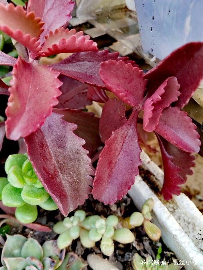 河北秋天的多肉