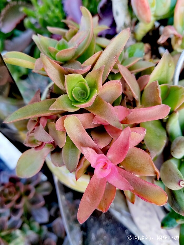 河北秋天的多肉