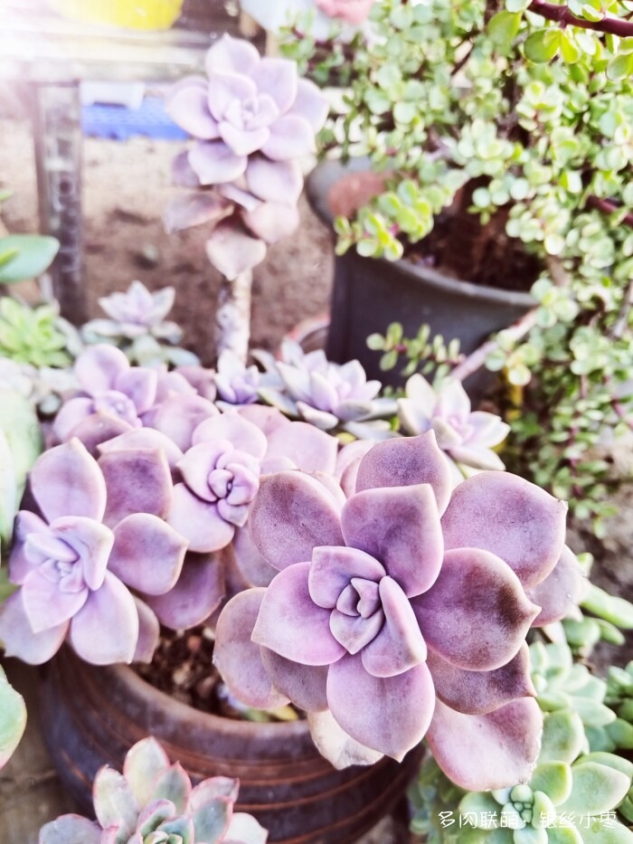 河北秋天的多肉
